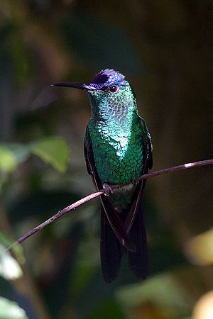 紫顶妍蜂鸟Thalurania glaucopis.jpg