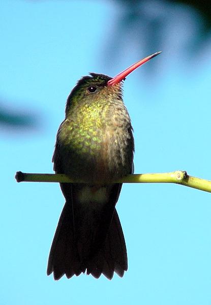 金红嘴蜂鸟Hylocharis chrysura.jpg