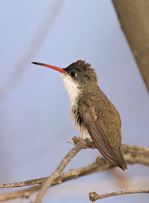 紫冠蜂鸟Agyrtria violiceps.jpg