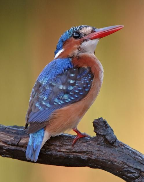 冠翠鸟Alcedo cristata.jpg