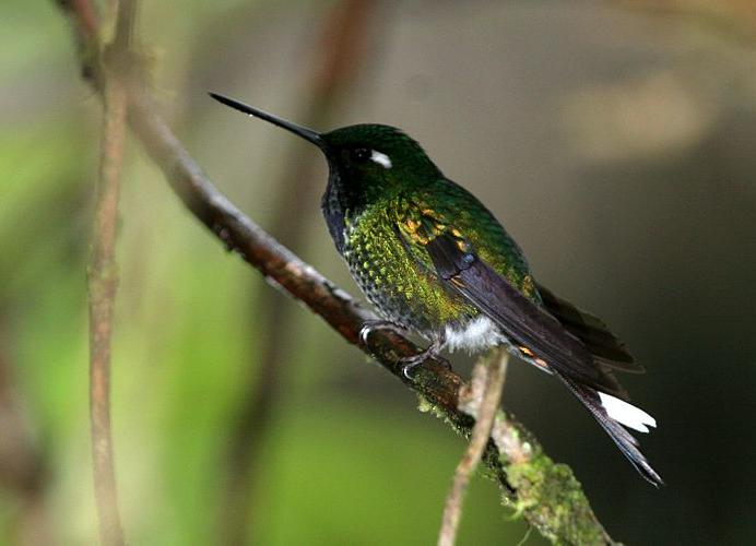 白尾梢蜂鸟Urosticte benjamini.jpg