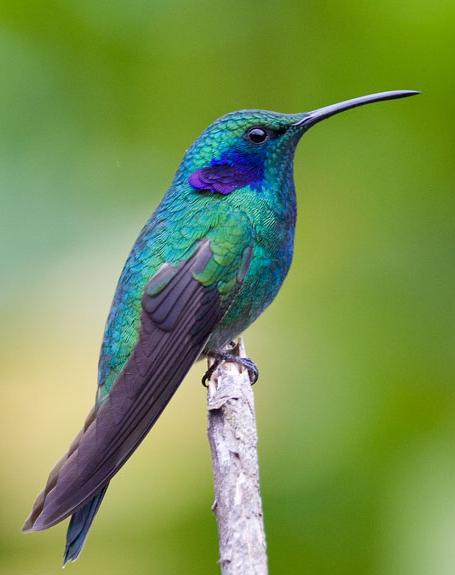 绿紫耳蜂鸟Colibri thalassinus.jpg