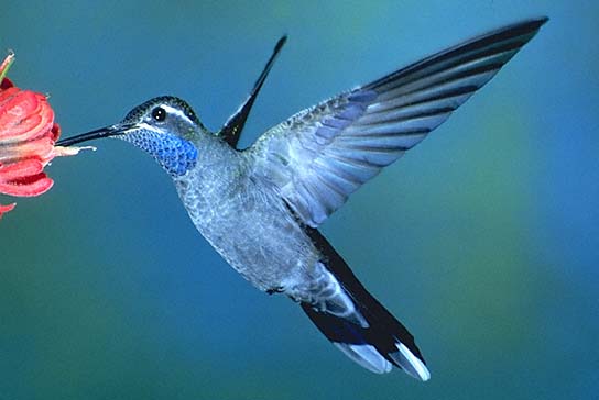 蓝喉宝石蜂鸟Lampornis clemenciae.jpg