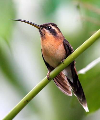 小隐蜂鸟Phaethornis longuemareus.jpg