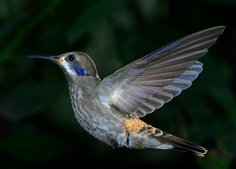 棕紫耳蜂鸟Colibri delphinae.jpg