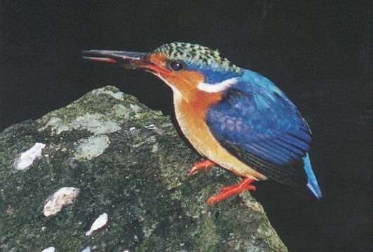 马岛翠鸟Alcedo vintsioides.jpg