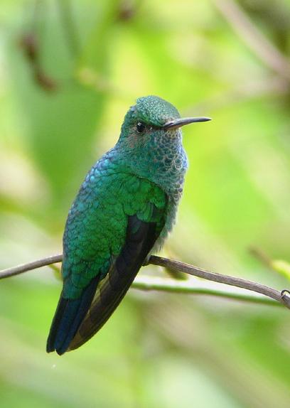 蓝颏青蜂鸟Chlorostilbon notatus.jpg