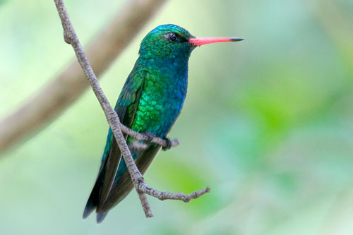 辉腹翠蜂鸟Chlorostilbon aureoventris.jpg