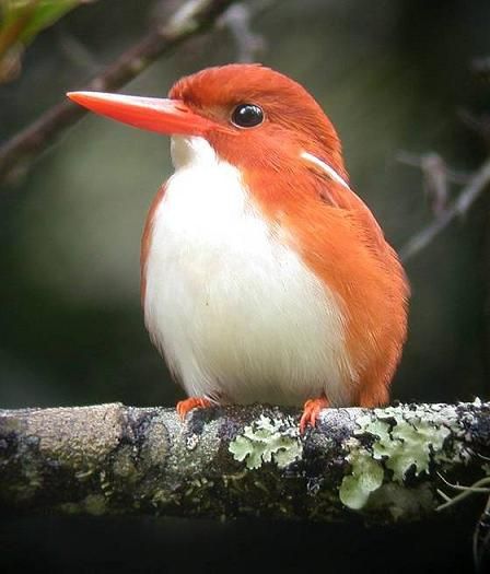 马岛小翠鸟Ispidina madagascariensis.jpg