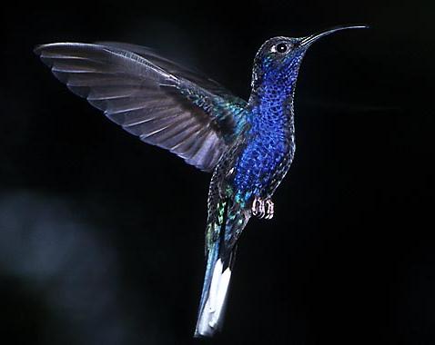 紫刀翅蜂鸟Campylopterus hemileucurus.jpg