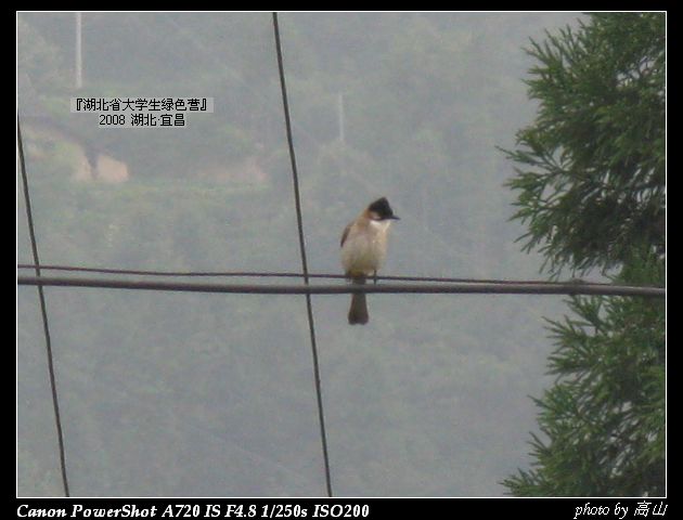 黄臀鹎1.jpg