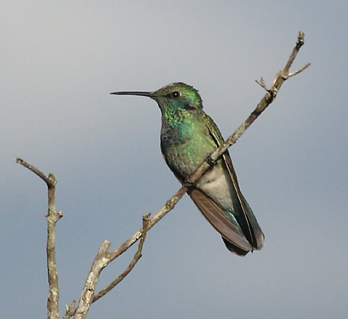 白腹紫耳蜂鸟Colibri serrirostris.jpg