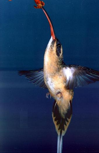 茶腹隐蜂鸟Phaethornis syrmatophorus.jpg