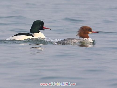 普通秋沙鸭3.jpg
