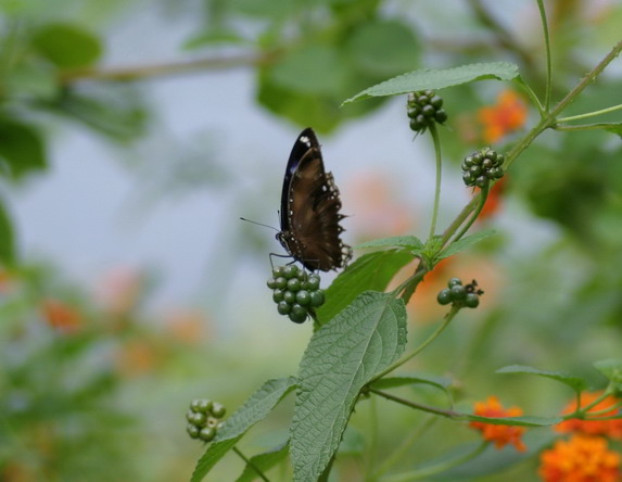 IMG_6855_调整大小.jpg
