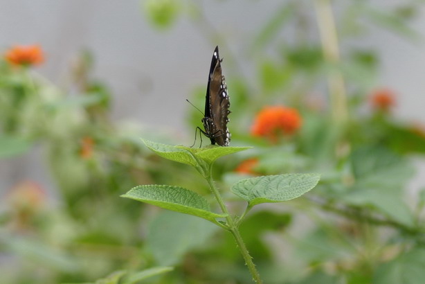 IMG_6860_调整大小.jpg