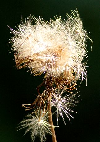{C7DB2238-0D73-4735-AD55-E13BE6749FE0}.JPG