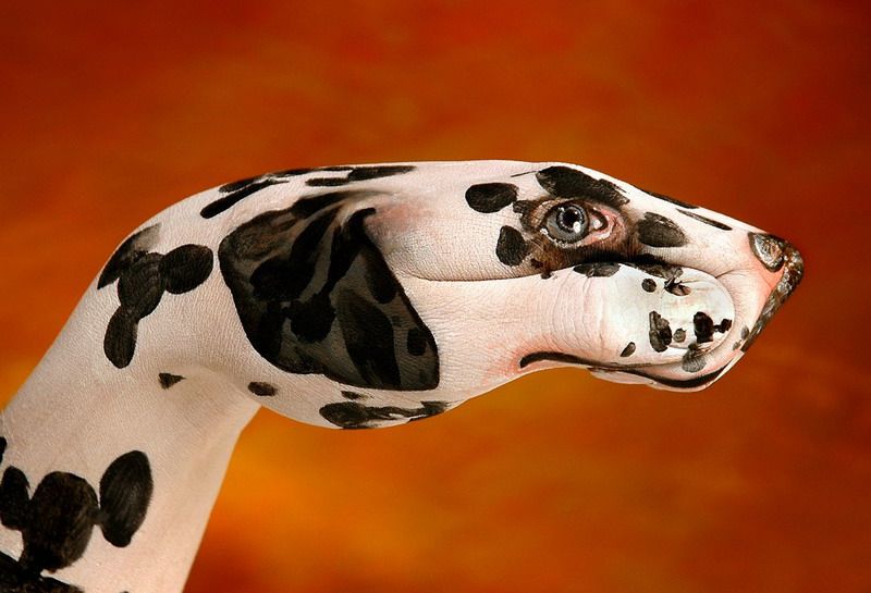 dalmata.jpg