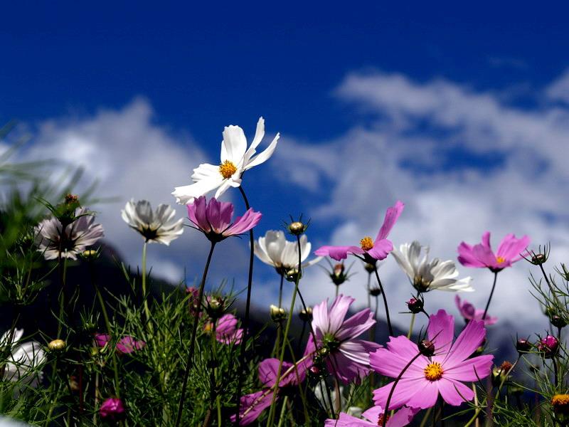 ?格桑花.jpg