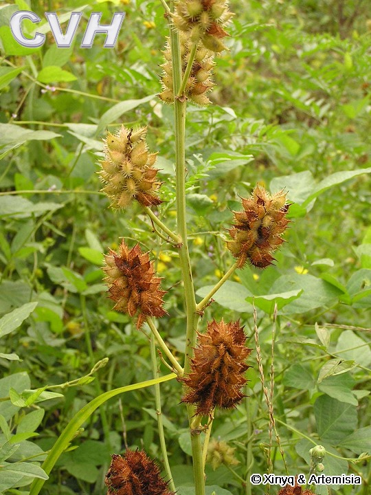 刺果甘草.jpg