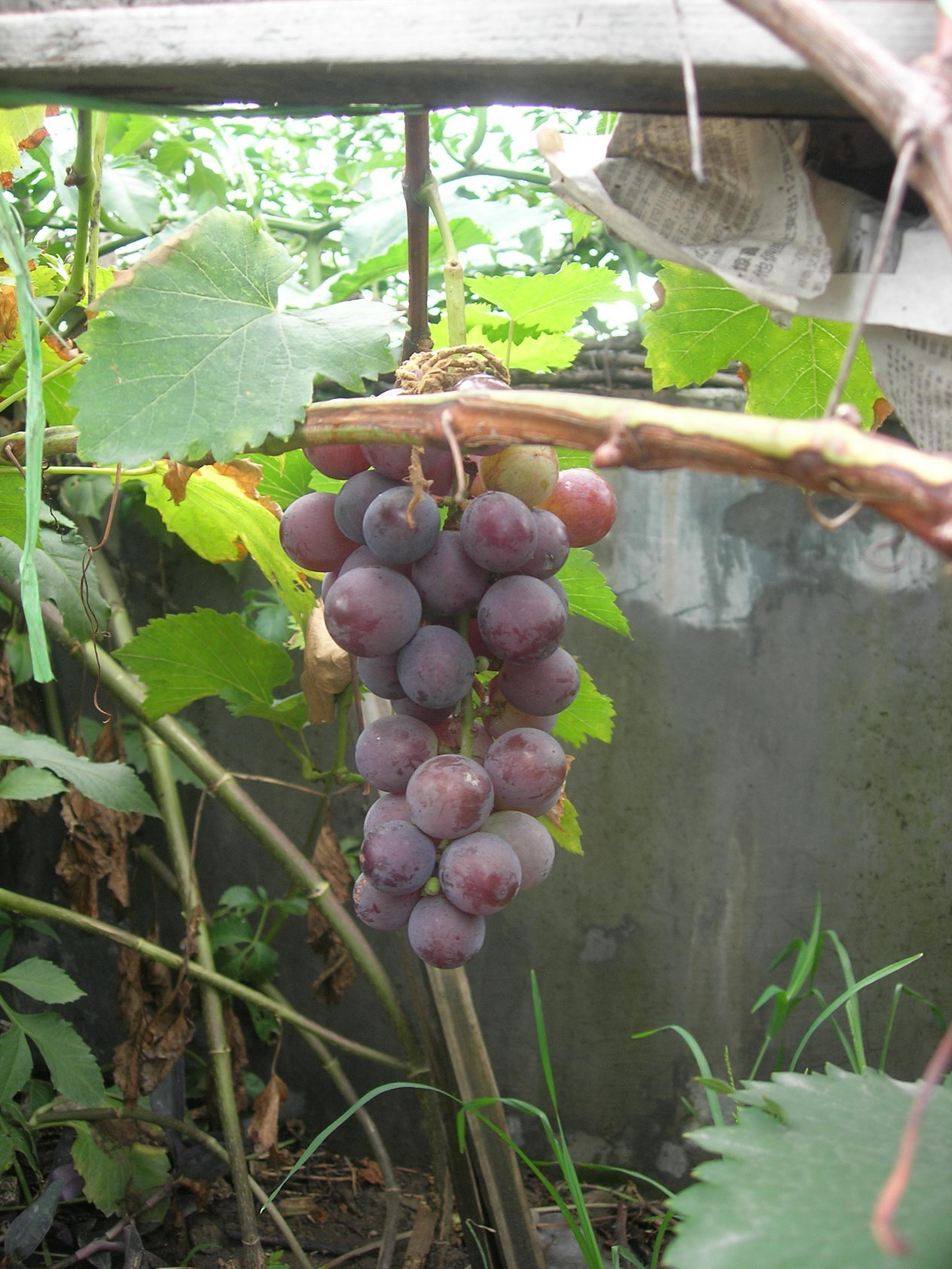 DSCN8811.JPG