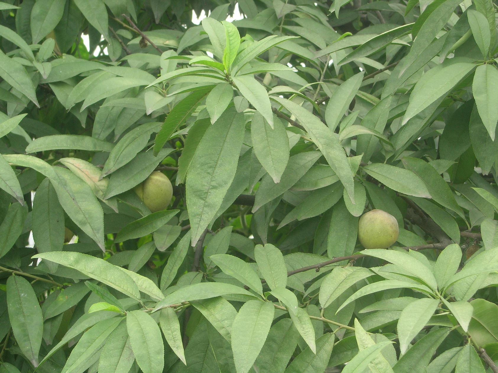 DSCN8808.JPG