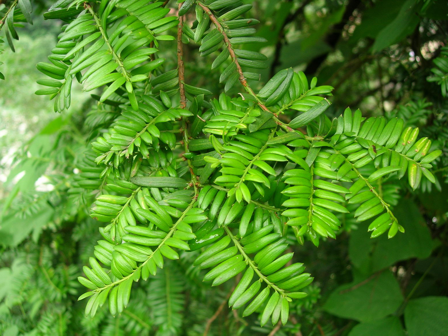DSCN4803.JPG