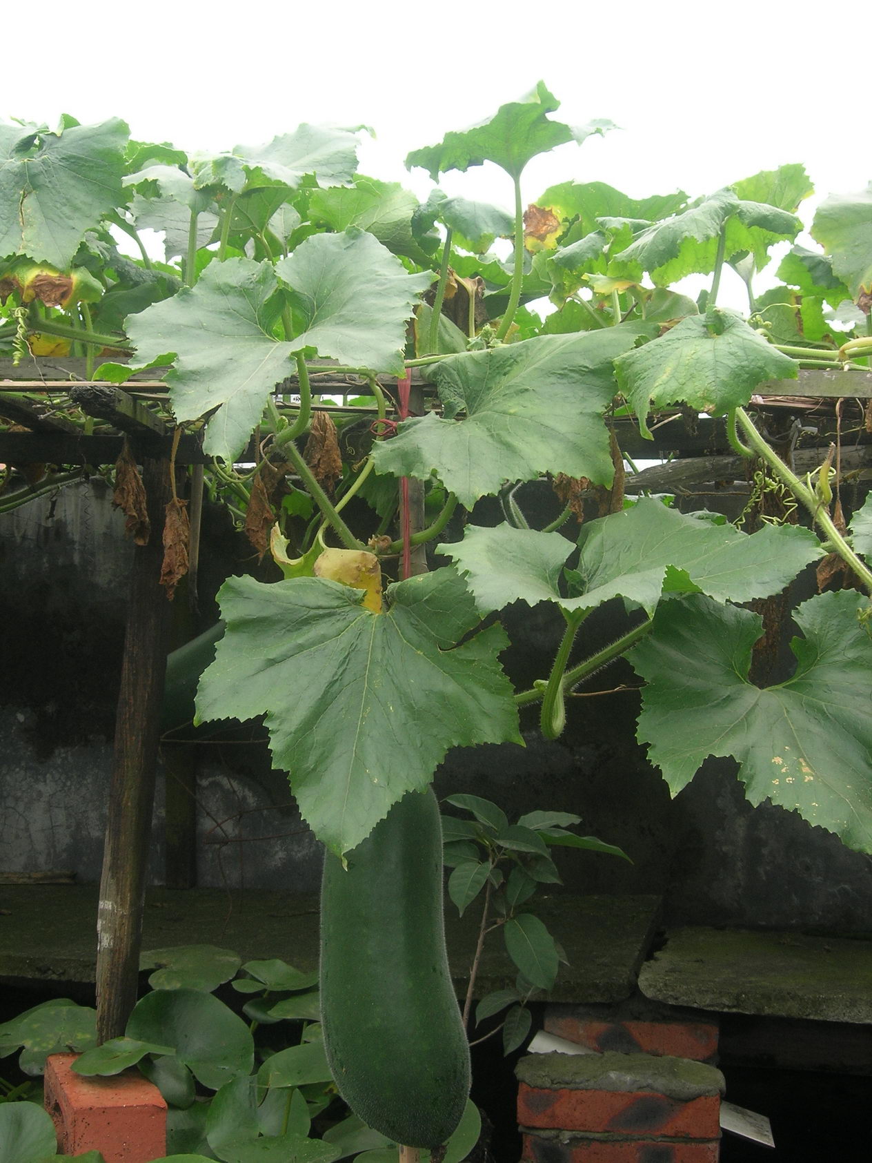 DSCN8806.JPG