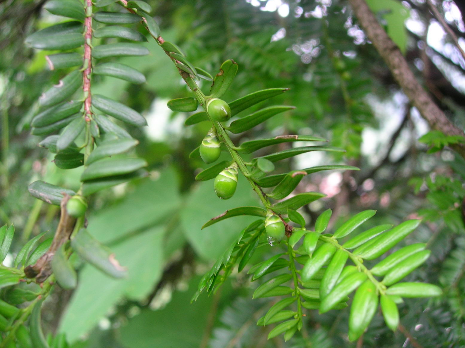 DSCN4802.JPG