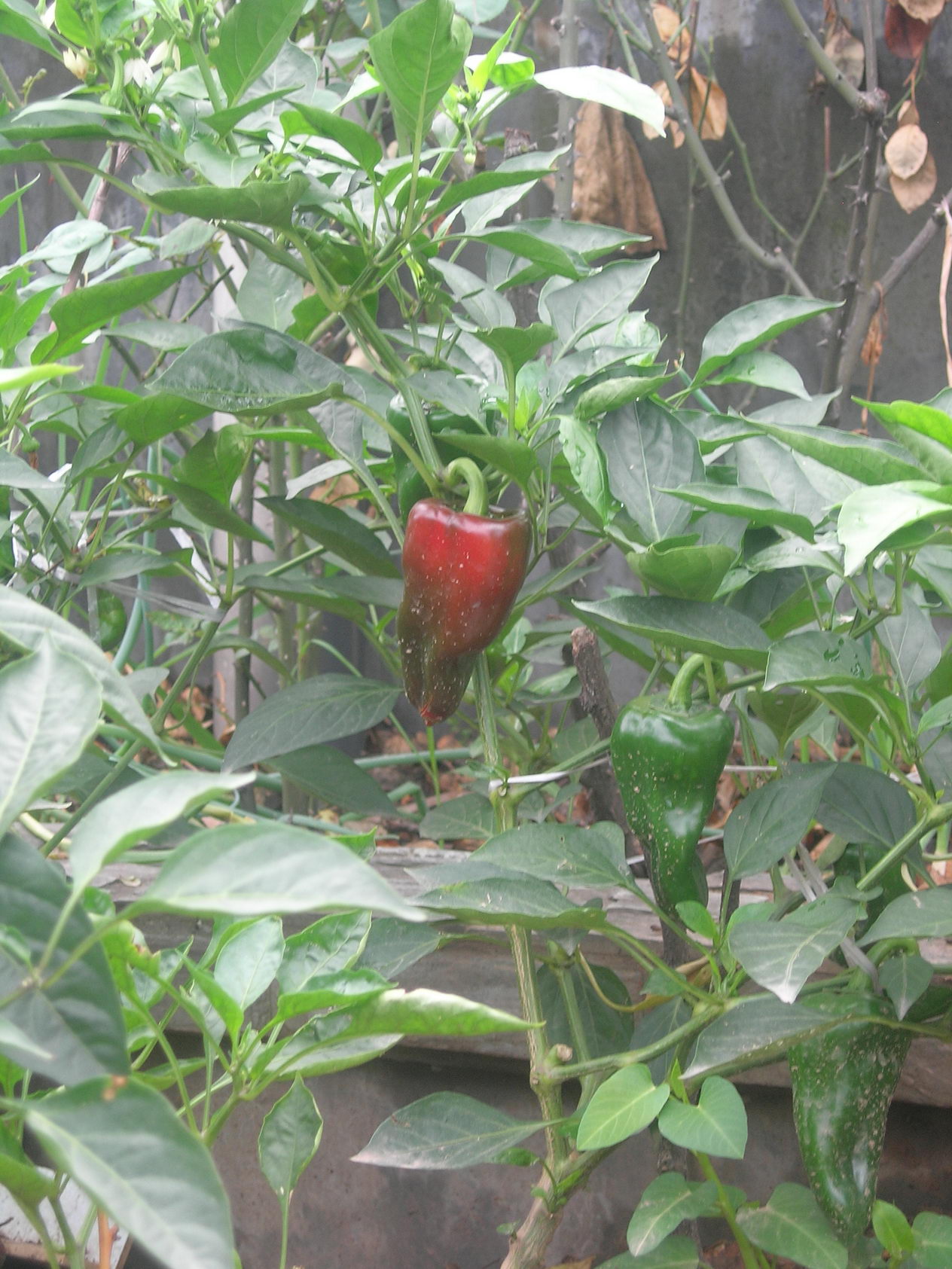 DSCN8809.JPG