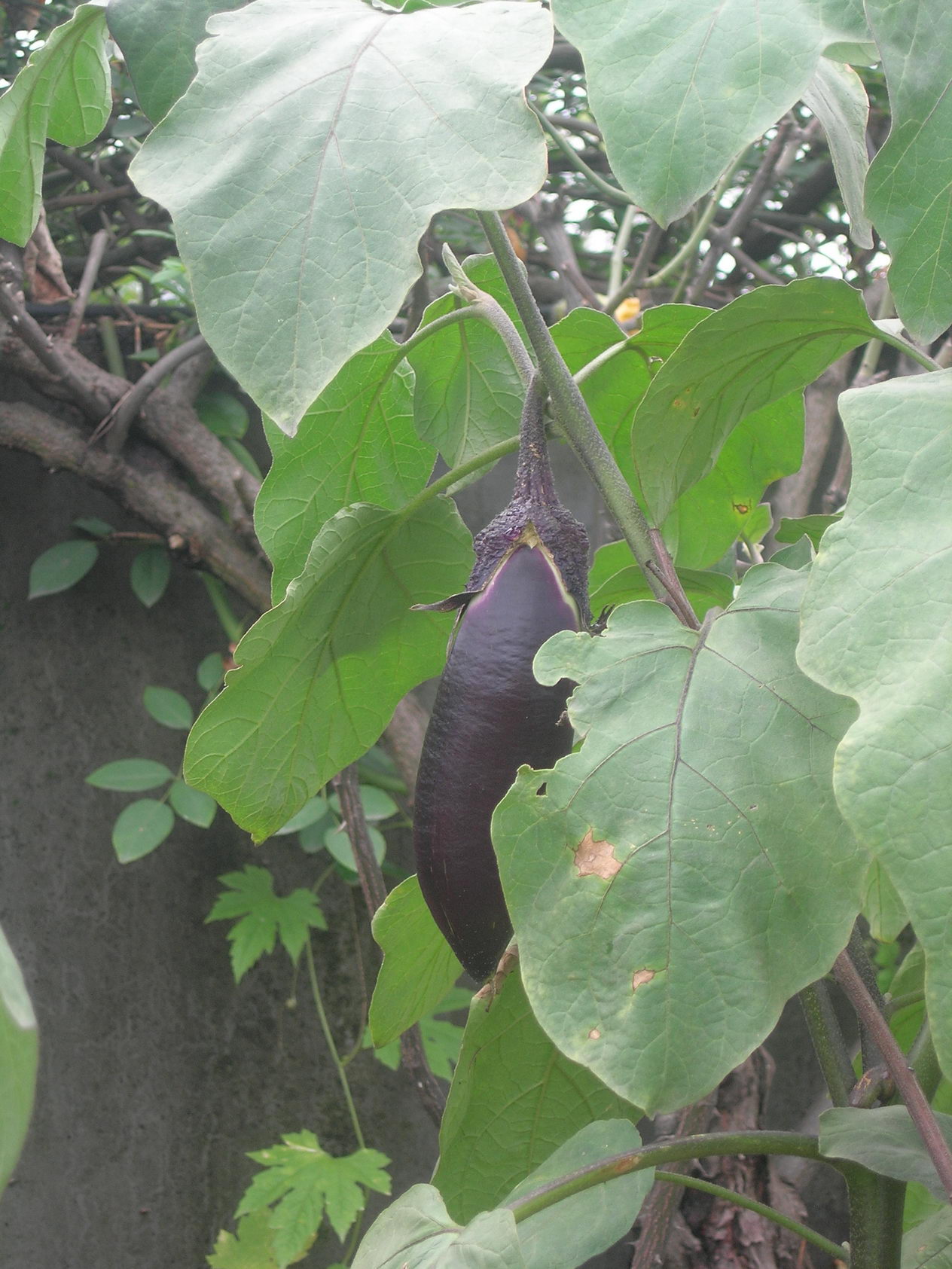 DSCN8810.JPG