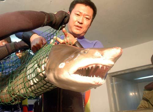 鲨鱼2.jpg
