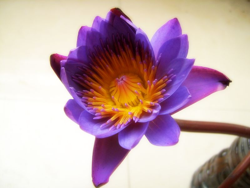 花花3.JPG