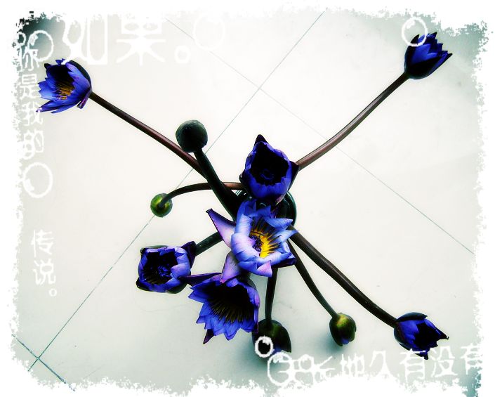 花花.JPG