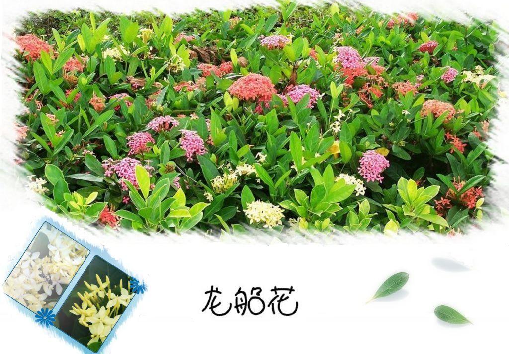 龙.jpg