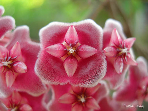 Hoya pubicalyx 注意看，中间的一个是代表幸运的四瓣.jpg