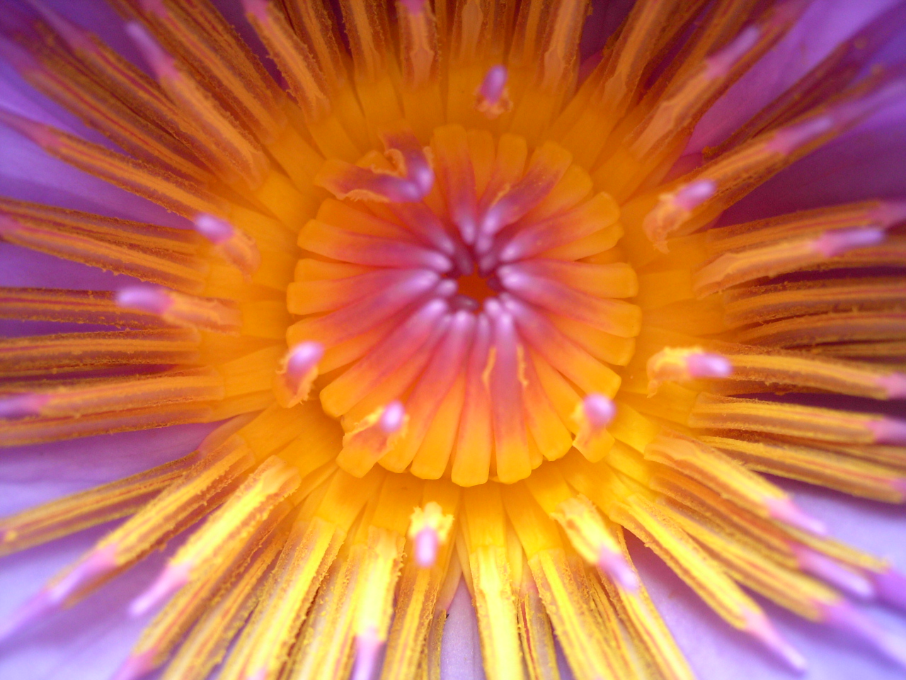 花花2.JPG