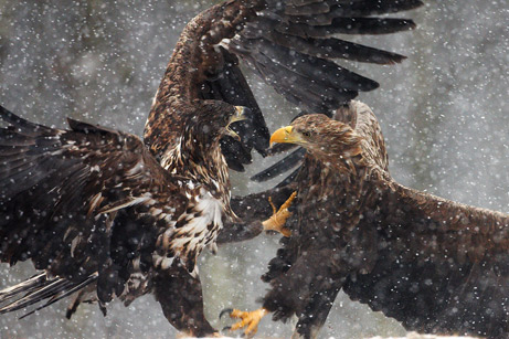 7_eagle_461.jpg