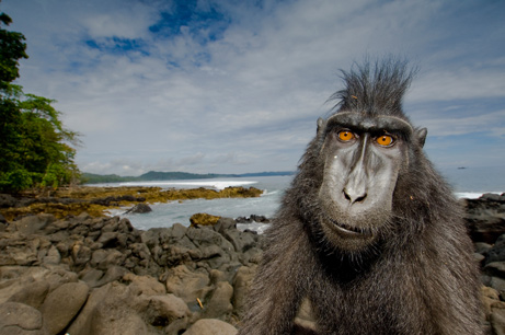 6_macaque_461.jpg