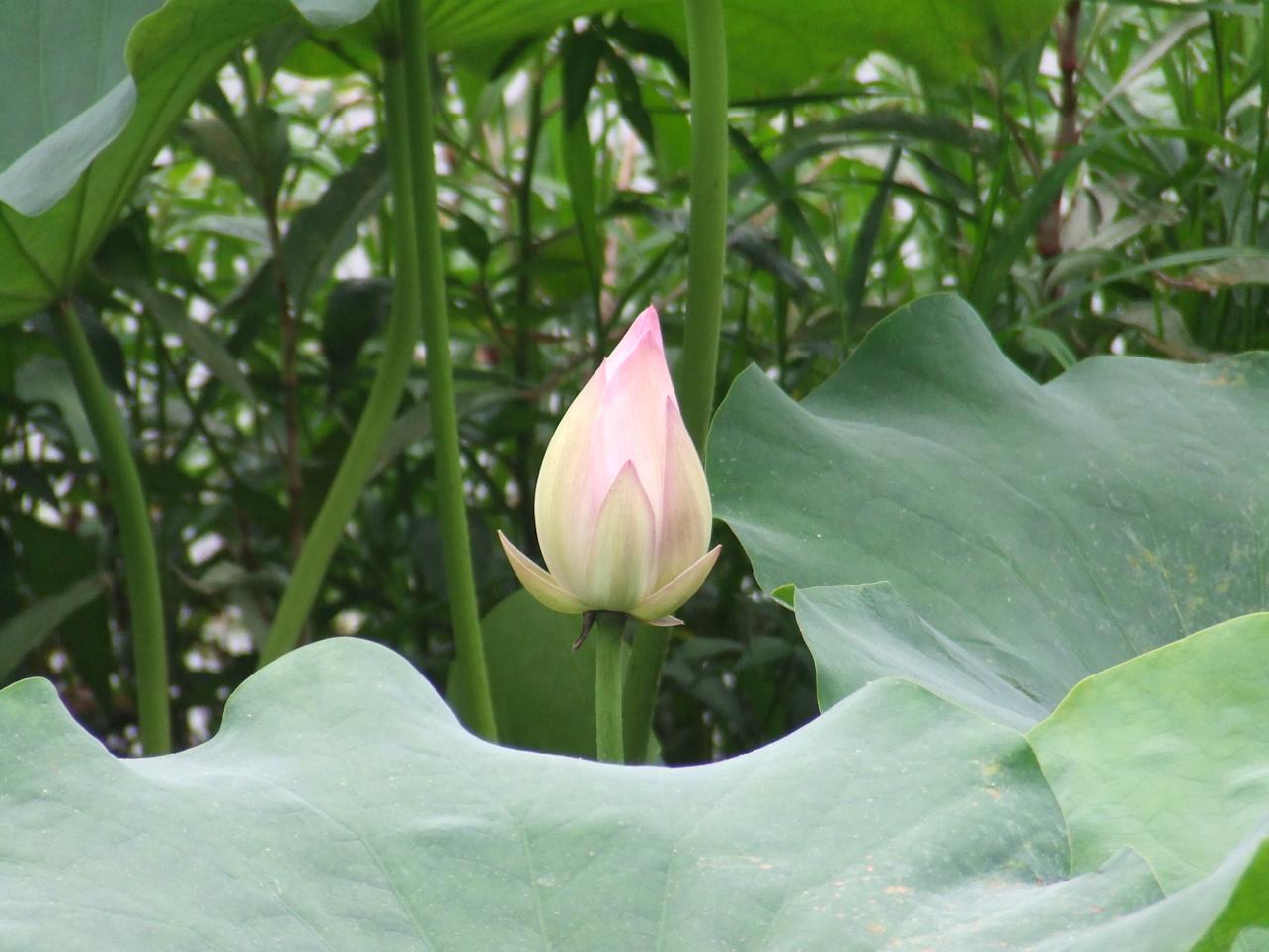 DSCF1500.jpg