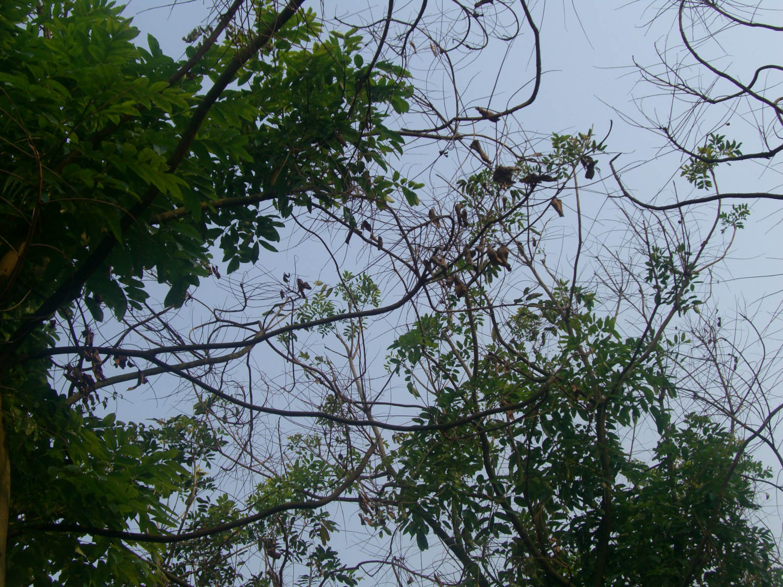 CIMG5680.jpg