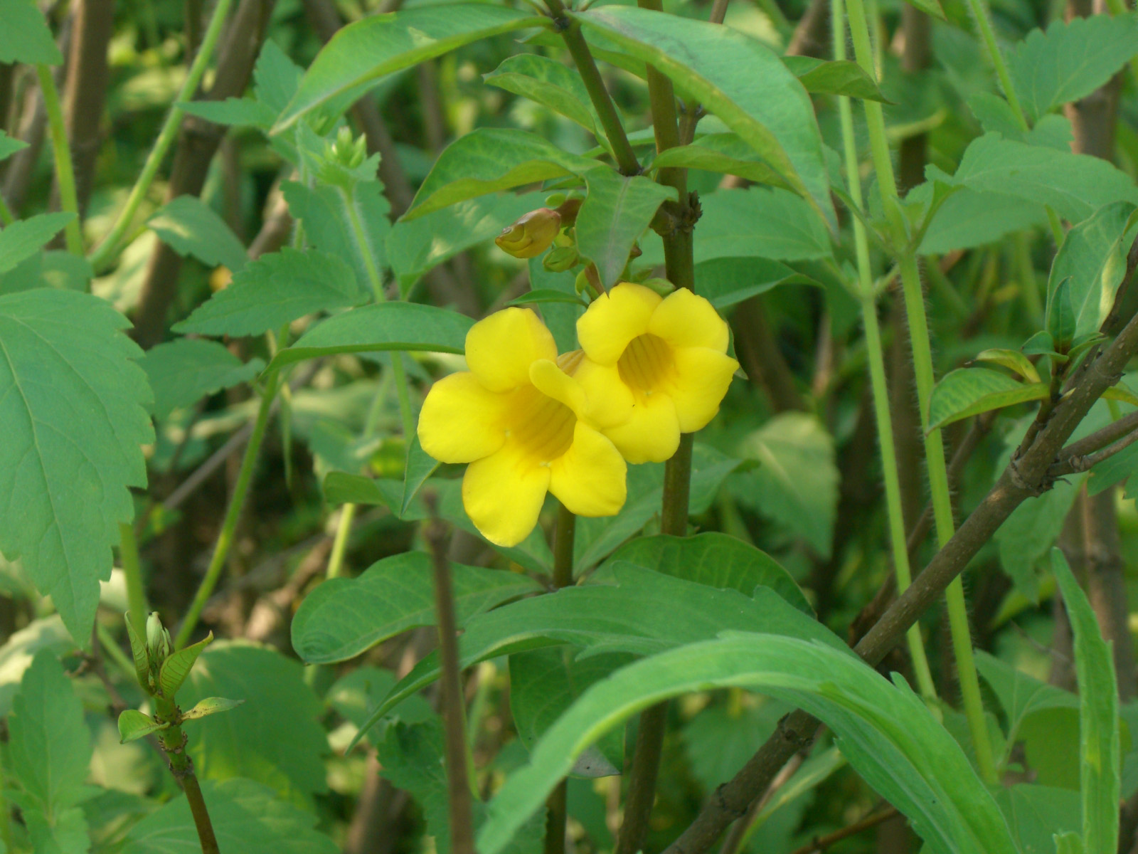 CIMG5650.jpg