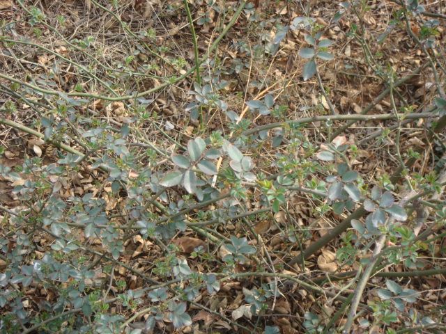 DSC01307.JPG
