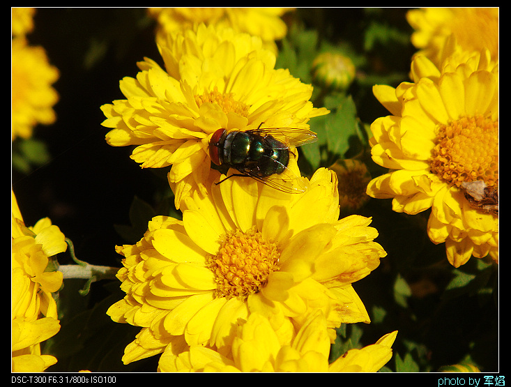 DSC04346.jpg