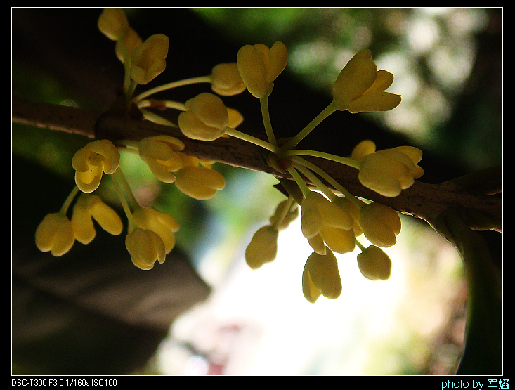 DSC04332.jpg