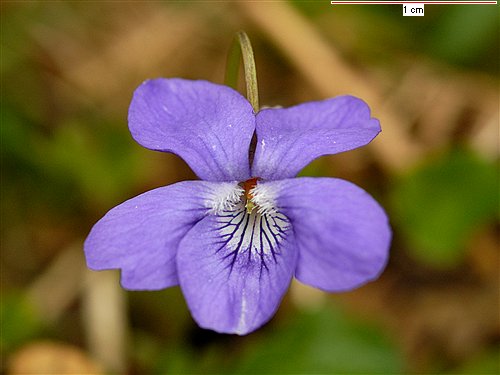 viola_riviniana_36e.jpg