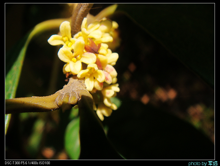 DSC04326.jpg