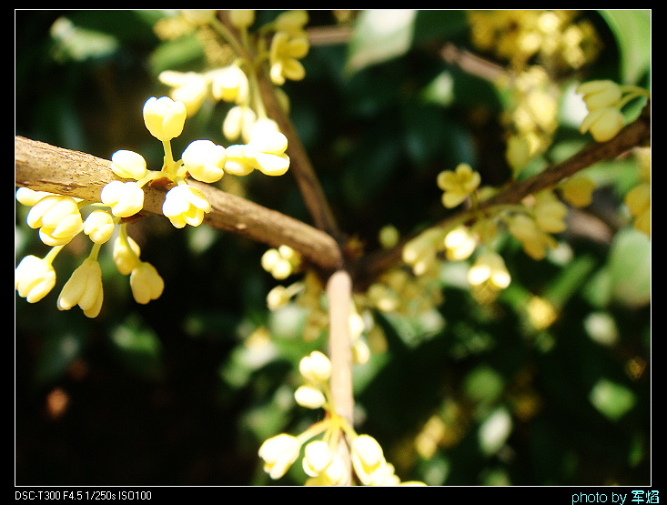 DSC04337.jpg