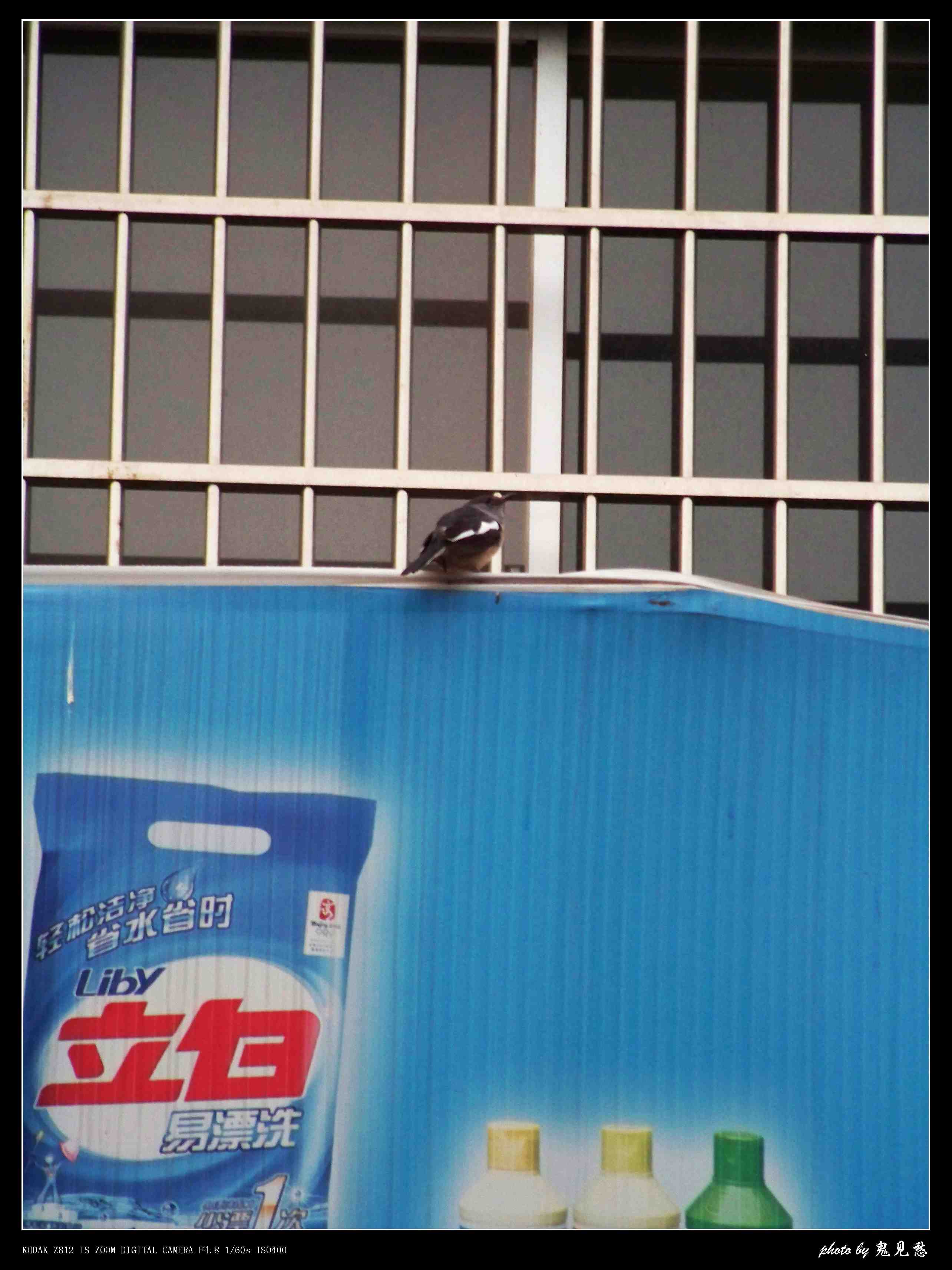 鹊鸲4.jpg