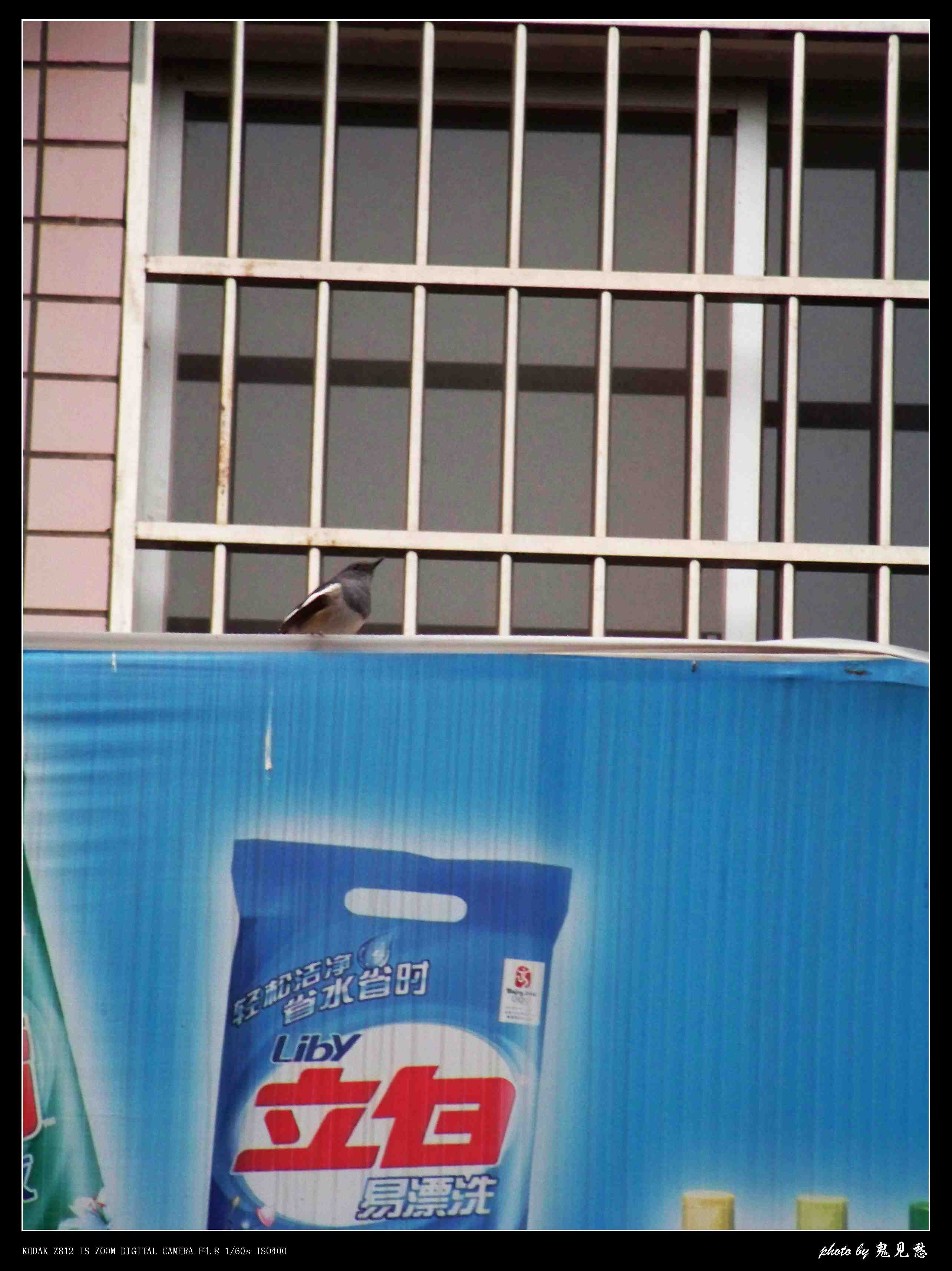 鹊鸲3.jpg